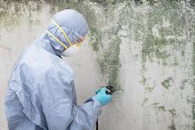 Why You Should Choose Our Mold Remediation Services in Wildwood, NJ